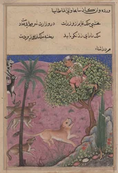Sivu julkaisusta Tales of a Parrot Tuti-nama: Kaksikymmentäensimmäinen yö: Susi ja sakaali..., n. 1560.