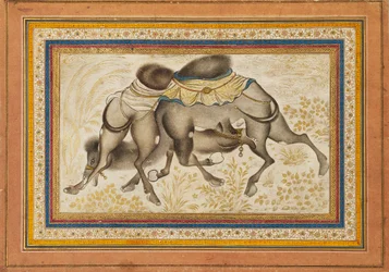 Sivu hajallaan olevasta muraqqasta tai albumista, joka kuvaa kahta kamelia taistelemassa, maalaus c1675