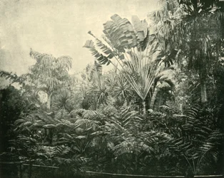 Palmu- ja saniainen saari, kasvitieteellinen puutarha, Brisbane, 1901.