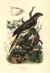 Papuasammakkosuu, Podargus papuensis Papuasammakkosuu