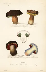 Penny pulla tai porcini sieni, Boletus edulis ja karvapuuta, Suillellus luridus, Boletus perniciosus
