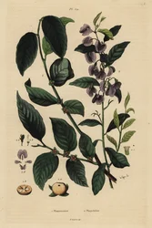 Kaki, Dospyros khaki 1 ja puu hovea tai curry sininen pensas, Hovea elliptica Platychilum celsianum 2. Plaqueminier, Platychilier