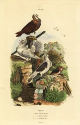 Kyyhkynen Columba livia -rodut: ranskansolmio, capuchin nonain, riikinkukkovapina