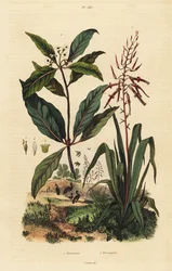 Pitcairnia bifrons 1 ja viktoriaaninen laatikkopuu, Pittosporum undulatum 2