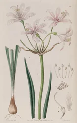 Paikat ornata