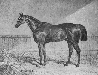 Valtuutettu, 1831-1854, 1911