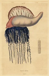 Portugalilainen sotamies, Physalia physalis