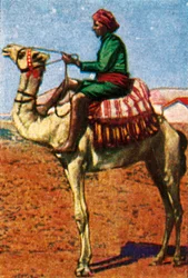 Postin toimitti camel, Arabia, c1928.