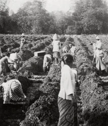 Kastelukanavien valmistelu sokeriviljelmällä, Jaava, Hollannin Itä-Intia, 1927