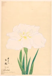 Painatus, Valkoinen vesiputous (Shirataki), nro 28