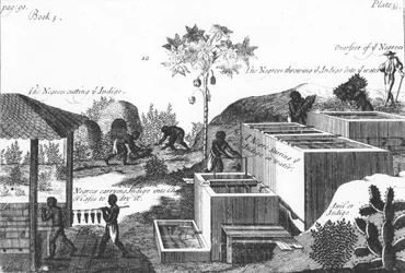 Indigovärin valmistus orjatyöllä: Länsi-Intia tai Keski-Amerikka, 1725