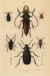 Psalidognathus friendii 1, Madre de la Culebra, Acanthinodera cumingii 2, Allocerus dilaticorne 3, Callipogos barbatus 4, Anacolus sanguineus 5 ja Prionus flavipennis 6