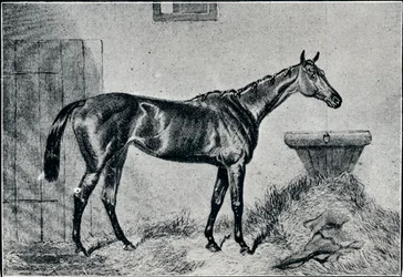 Kuningatar Bertha, 1800-luku, 1911