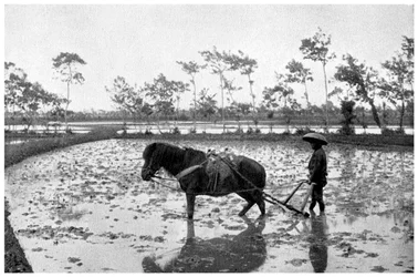 Riisipellon haravointi, Japani, 1904