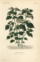 Rami tai kiinalainen ruoho, Boehmeria nivea, Urtica nivea, valkoinen nokkonen