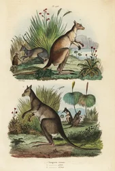 Punainen kenguru, Macropus rufus 1, itäinen harmaa kenguru, Macropus giganteus 2 ja tummavalja, Thylogale brunii 3