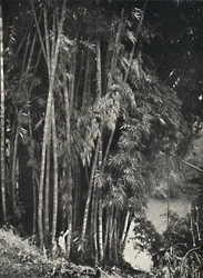 Riesenbambus Dendrocalamus giganteus Peradeniya bei Kandyssa, 1926