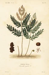 Kuninkaallinen saniainen, Osmunda lakritsi, Osmonde royal