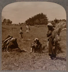 Ruth poimimassa Boasin pelloilla, 1900