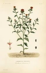 Saflori, Carthamus tinctorius, Carthame des teinturiers