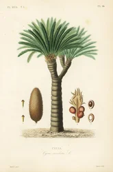 Saagopalmu, kuningassago, saago-sago tai japanilainen saagopalmu, Cycas revoluta, Cycas