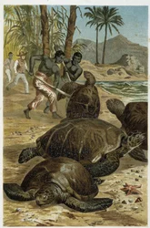 Afrikan rannikolla tapettuja merikilpikonnia – A.E.:n "Animal Life" Brehm, Torino
