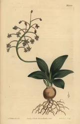 Etelä-intialainen squill, Ledebouria revoluta (pienilehtinen drimia, Drimia lanceaefolia)