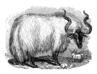Espanjan lammas, 1848