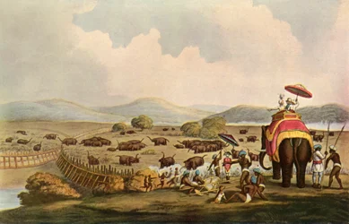 Urheilu Intiassa – Elefanttien ajaminen Keddahiin, c1808, 1901.