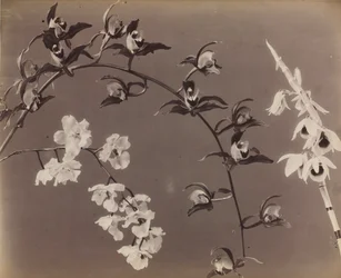 Tutkimus orkideoista, n. 1870-luku.