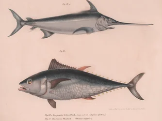 Miekkakalan Xiphias-miekka, Thinnus bulgaris, noin 1850-luku