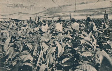 Varjossa kasvatettu tupakka - Kuuba, noin 1900