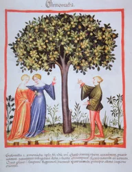 "Tacunum Sanitatis" Codex Vindobonensis Nova Series 2644, fol. 9, Aprikoosien poiminta, Miniatyyri (1370-1400) (maalaa paperille)