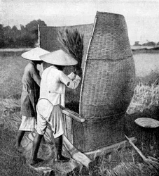 Annamilainen tapa korjata ja puida riisiä, Annam, Vietnam, 1922