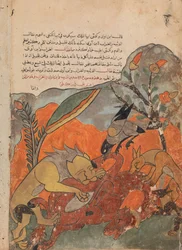 Leijonan, varis, suden ja sakaalin hyökkäys kamelia vastaan, Folio Kalilasta..., 1700-luku.