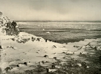 Viimeiset pingviinit juuri ennen muuttoaan maaliskuussa 1908, 1909.