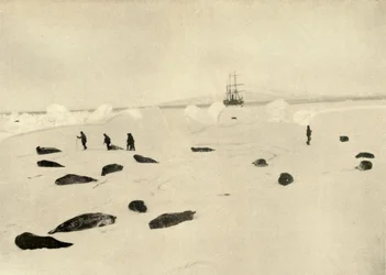 Nimrod Pram Pointissa 4. maaliskuuta 1909