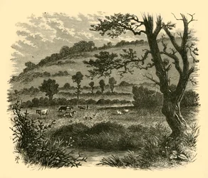 Thistledon, 1898.