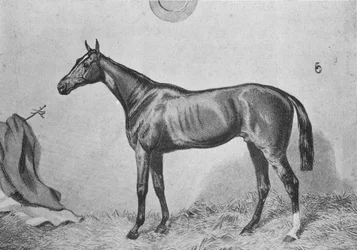 Thormanby, 1860, 1911