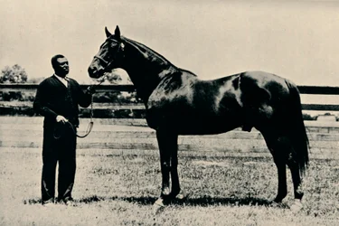 Täysverinen kilpahevonen, Man O War, vuodelta 1920