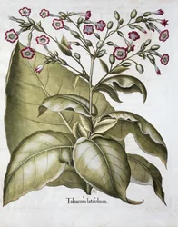 Tupakkakasvi, 1613