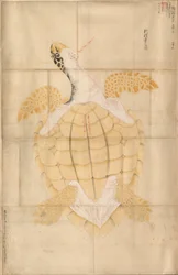 Kilpikonna, 1700-luku.
