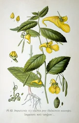 Kosketa minua -balsami, 1893