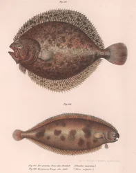 Piikkikampela, Rhombus maximus, solea vulgaris, noin 1850-luku