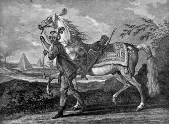 Turkkilainen arabiahevonen, 1722 1938