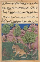 Tuti-Nama Tales of a papukaija: Tarina XXVIII: Apina neuvoo epäilyttävää leijonaa..., n. 1560.