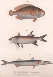 Kaksipisteinen Bimaculatus, afrikkalainen punaevät, tavallinen barracuda, noin 1850-luku