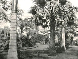 Tyypillinen havaijilainen piha, Honolulu, USA, 1895.