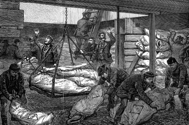 Pakastetun lihan purkaminen Australiasta, Lounais-Intian telakka, Millwall, Lontoo, 1881
