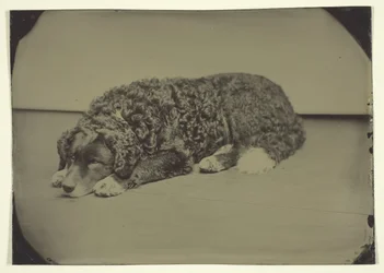 Nimetön koira, 185099.
